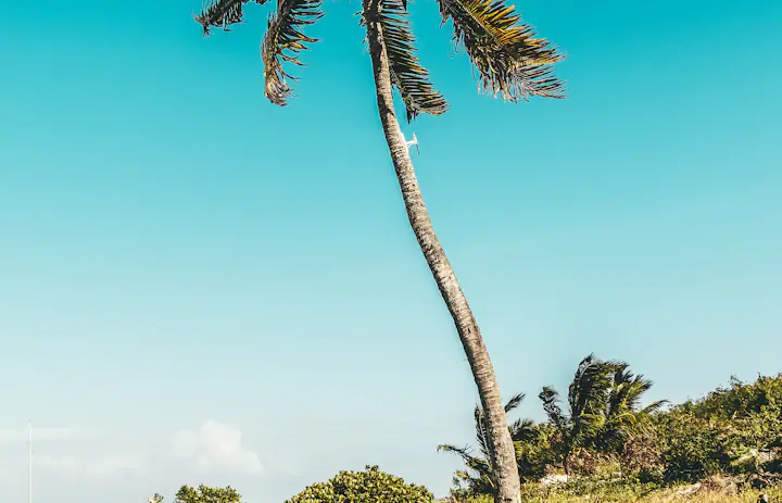 Palm trees and coastal vegetation under a bright turquoise sky in Exuma, Bahamas