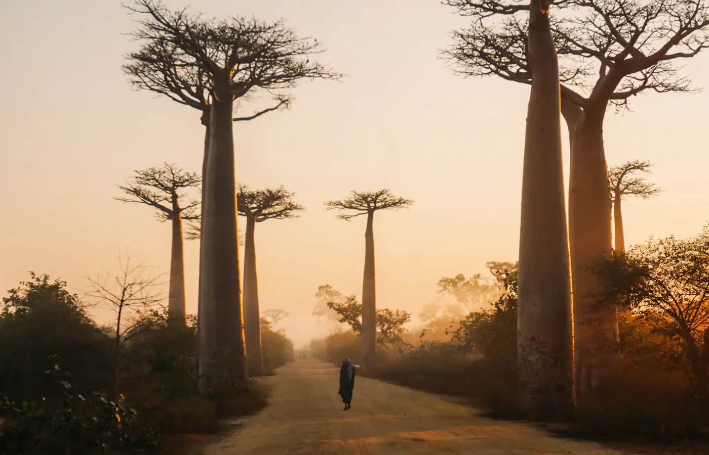 Uma estrada de terra ladeada por altos baobás nos arredores de Morondava, Madagáscar