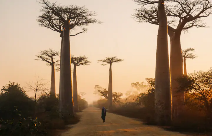 Uma estrada de terra ladeada por altos baobás nos arredores de Morondava, Madagáscar